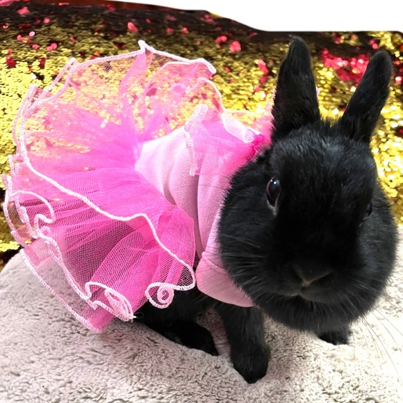 Meet your Posher, Angeldarling - Picture 14 of 16